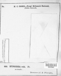 Hypocrea rufa image